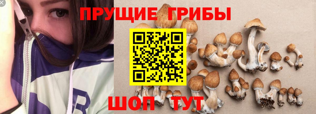 Йошкар-Ола  Галлюциногенные грибы Psilocybine cubensis  Галлюциногенные грибы Cubensis  как найти закладки  Вход с VPN 